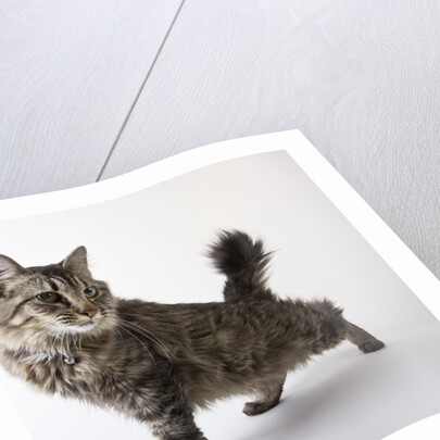 American Bobtail cat by Anonymous