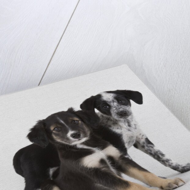 Brittany spaniel and Australian shepherd puppies by Anonymous