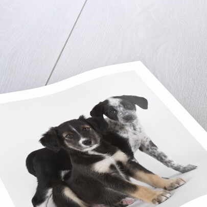 Brittany spaniel and Australian shepherd puppies by Anonymous