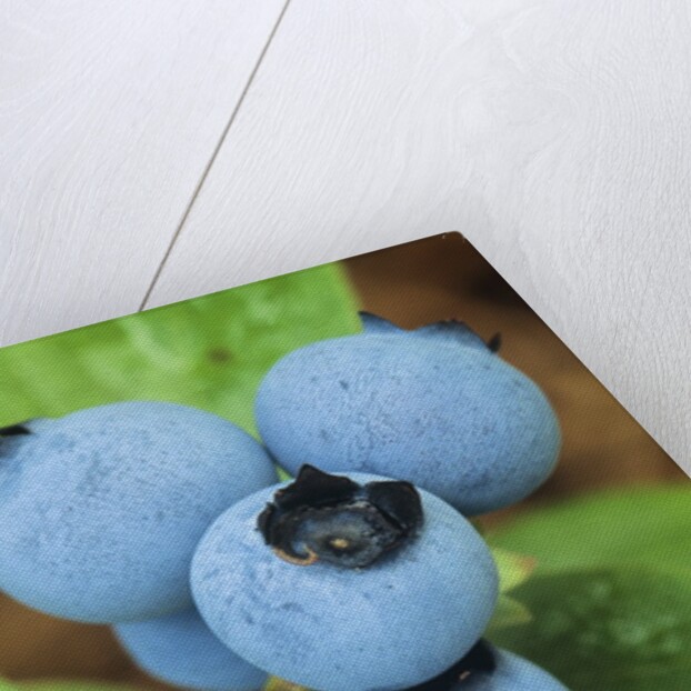 Detail of Ripe Blueberries on Shrubs, a Favorite Food of Birds, Canada by Anonymous