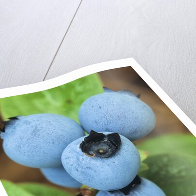 Detail of Ripe Blueberries on Shrubs, a Favorite Food of Birds, Canada by Anonymous
