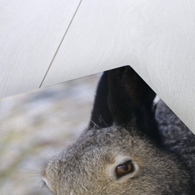 Artic Hare (lepus Articus) in Summer, Churchill Manitoba, Canada by Anonymous