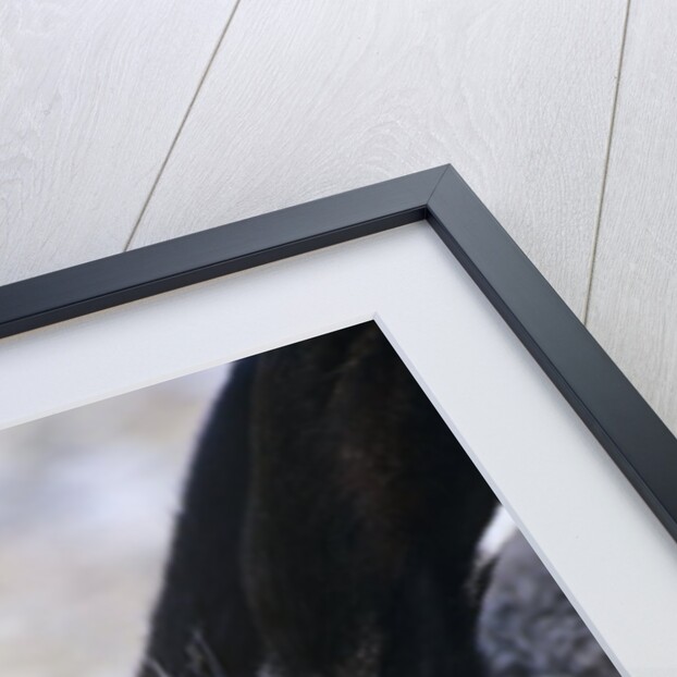 Artic Hare (lepus Articus) in Summer, Churchill Manitoba, Canada by Anonymous