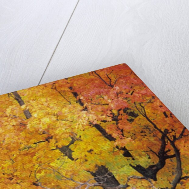 Red Maple in Autumn Foliage, Canada by Anonymous