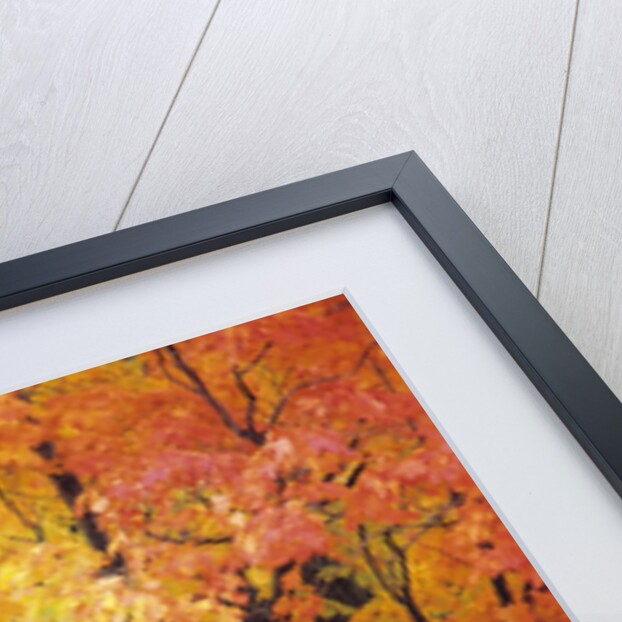 Red Maple in Autumn Foliage, Canada by Anonymous