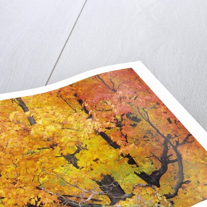 Red Maple in Autumn Foliage, Canada by Anonymous