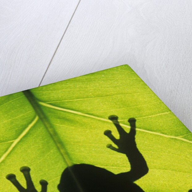 Silhouette of an Eastern Tree Frog (hyla Versicolor) Clinging to a Leaf, Walden, Ontario, Canada by Anonymous
