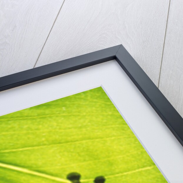 Silhouette of an Eastern Tree Frog (hyla Versicolor) Clinging to a Leaf, Walden, Ontario, Canada by Anonymous