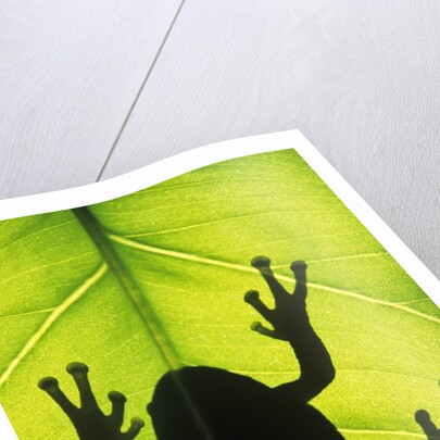 Silhouette of an Eastern Tree Frog (hyla Versicolor) Clinging to a Leaf, Walden, Ontario, Canada by Anonymous