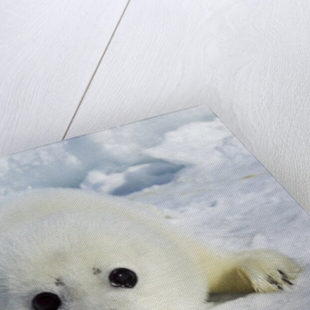 Harp Seal on the Ice in the Gulf of St Lawrence, Maritime Provinces, Canada by Anonymous