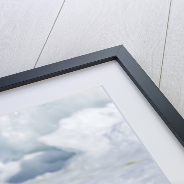 Harp Seal on the Ice in the Gulf of St Lawrence, Maritime Provinces, Canada by Anonymous