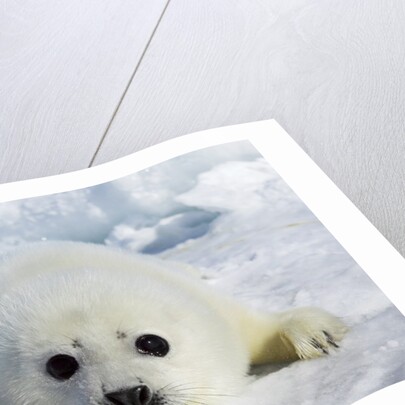 Harp Seal on the Ice in the Gulf of St Lawrence, Maritime Provinces, Canada by Anonymous