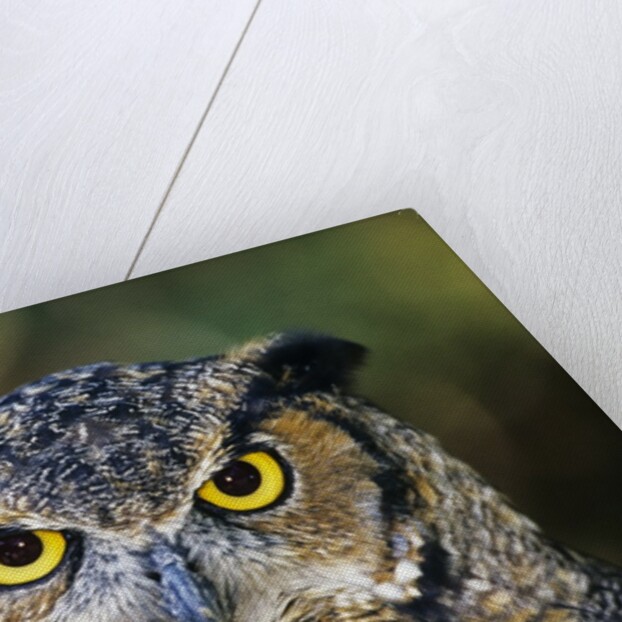 Great Horned Owl (Bubo Virginianus) Portrait, Canada by Anonymous