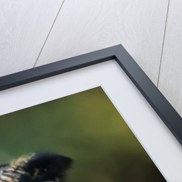 Great Horned Owl (Bubo Virginianus) Portrait, Canada by Anonymous