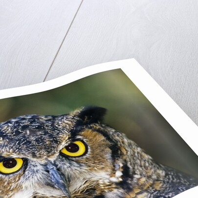 Great Horned Owl (Bubo Virginianus) Portrait, Canada by Anonymous