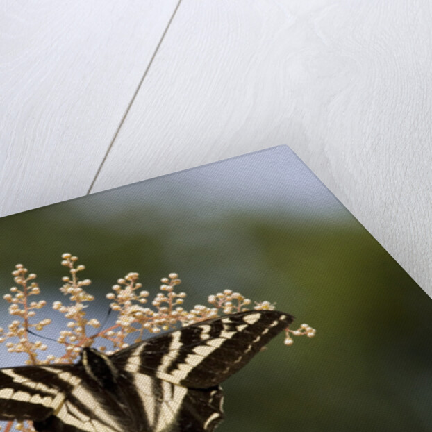 Pale Swallowtail Butterfly, Canada by Anonymous