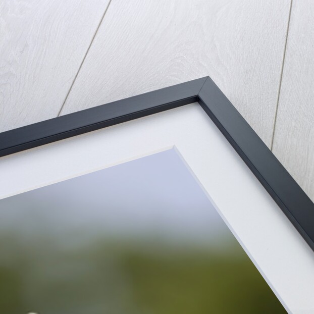 Pale Swallowtail Butterfly, Canada by Anonymous