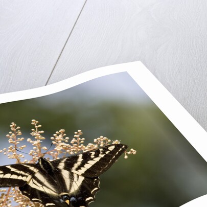 Pale Swallowtail Butterfly, Canada by Anonymous