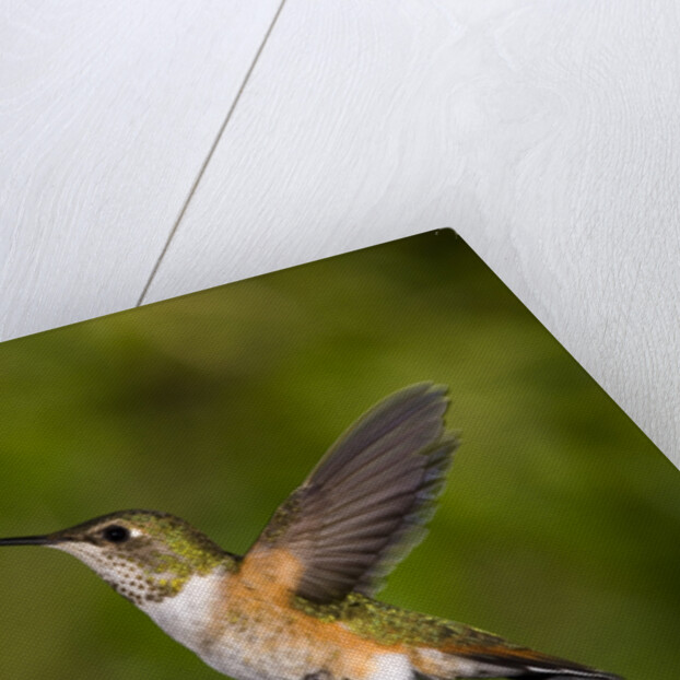 Rufous Hummingbird, Canada. by Anonymous