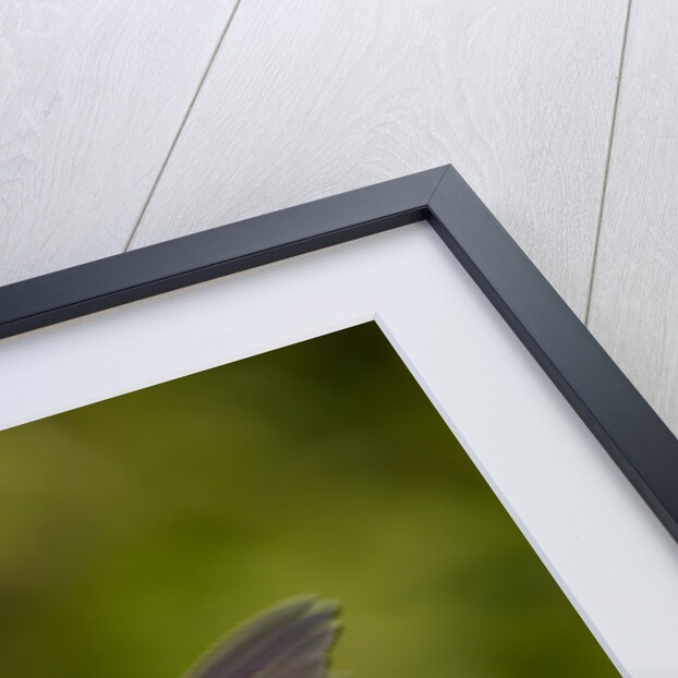 Rufous Hummingbird, Canada. by Anonymous