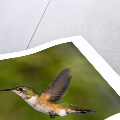 Rufous Hummingbird, Canada. by Anonymous