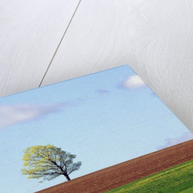 Lone Tree Blowing in Wind Near Sussex, New Brunswick, Canada. by Anonymous
