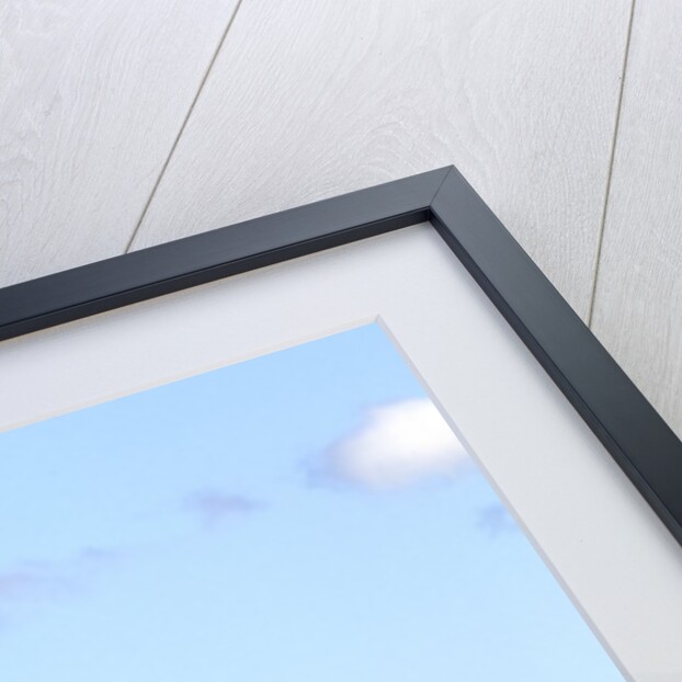 Lone Tree Blowing in Wind Near Sussex, New Brunswick, Canada. by Anonymous