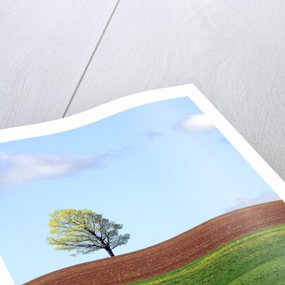 Lone Tree Blowing in Wind Near Sussex, New Brunswick, Canada. by Anonymous