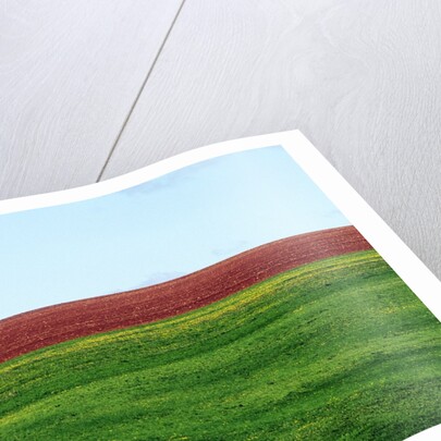 Lone Tree in Spring Field Near Sussex, New Brunswick, Canada. by Anonymous