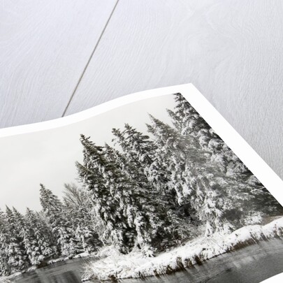 Fresh, Heavy, Wet Snow on Trees Along Banks of Junction Creek, Lively, Ontario, Canada. by Anonymous
