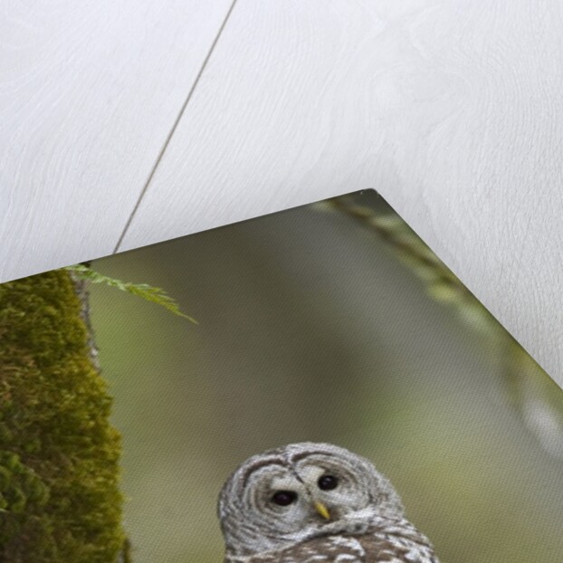 Barred Owl Perched on Mossy Branch, Victoria, Vancouver Island, British Columbia, Canada. by Anonymous