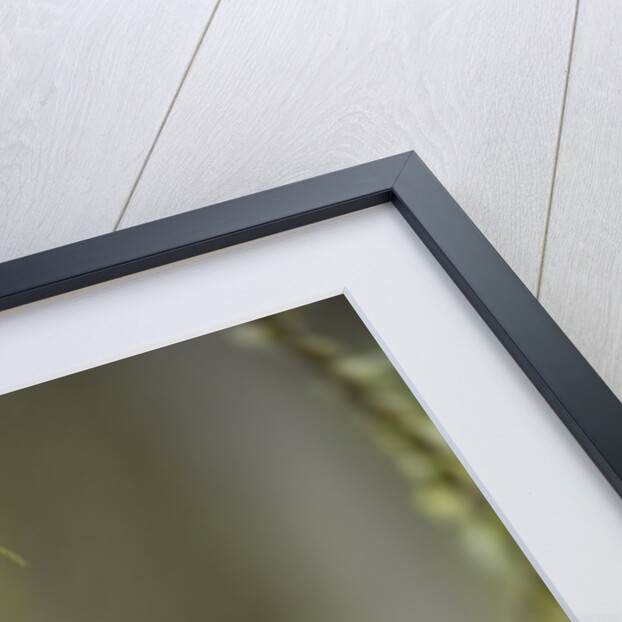 Barred Owl Perched on Mossy Branch, Victoria, Vancouver Island, British Columbia, Canada. by Anonymous