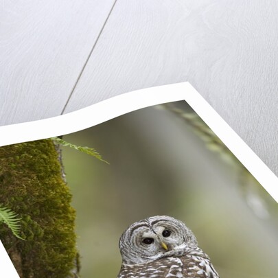 Barred Owl Perched on Mossy Branch, Victoria, Vancouver Island, British Columbia, Canada. by Anonymous