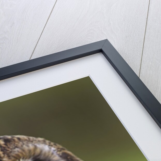 Short-eared Owl, British Columbia, Canada. by Anonymous