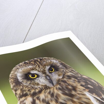 Short-eared Owl, British Columbia, Canada. by Anonymous