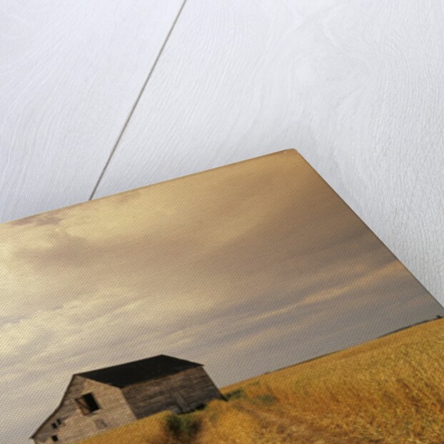 Old Barn in Maturing Spring Wheat Field, Tiger Hills, Manitoba, Canada. by Anonymous