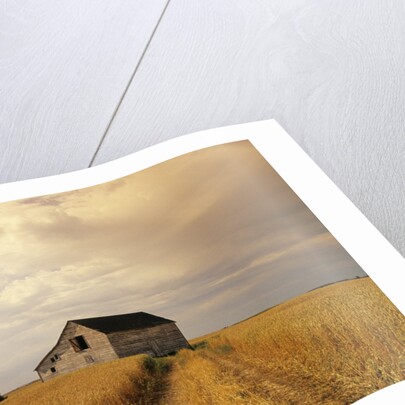 Old Barn in Maturing Spring Wheat Field, Tiger Hills, Manitoba, Canada. by Anonymous