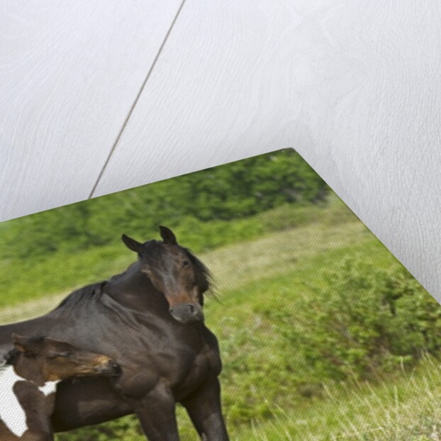 Horses (Equus Caballus) Female with Paint Foal, Ranch, Southwest Alberta, Canada. by Anonymous