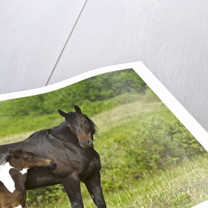 Horses (Equus Caballus) Female with Paint Foal, Ranch, Southwest Alberta, Canada. by Anonymous