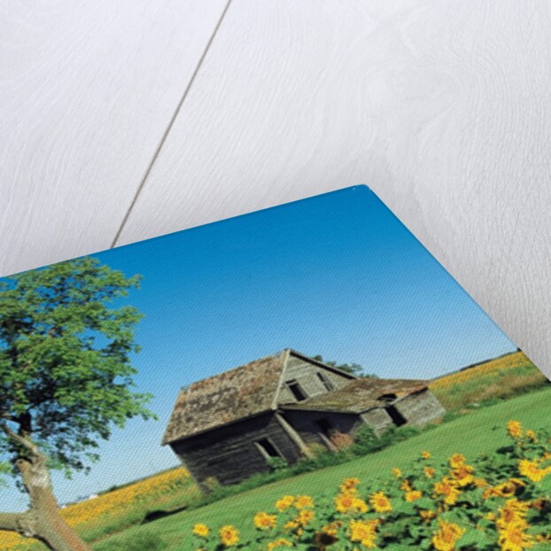 Sunflower Field, Old House, Beausejour, Manitoba, Canada. by Anonymous