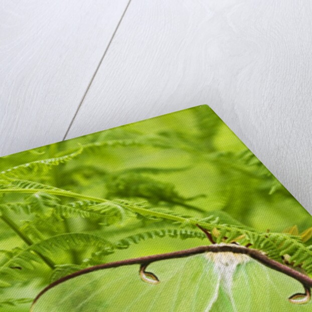 Luna Moth (Actias Luna) Mating Pair Among Hay-scented Ferns, Lively, Ontario, Canada. by Anonymous