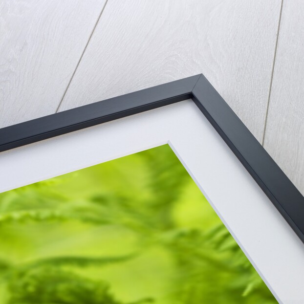 Luna Moth (Actias Luna) Mating Pair Among Hay-scented Ferns, Lively, Ontario, Canada. by Anonymous