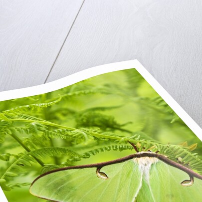 Luna Moth (Actias Luna) Mating Pair Among Hay-scented Ferns, Lively, Ontario, Canada. by Anonymous