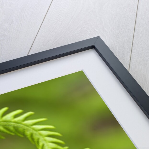Cinnamon Fern (Osmunda Cinnamomea) Detail of Emerging Fronds, Lively, Ontario, Canada. by Anonymous