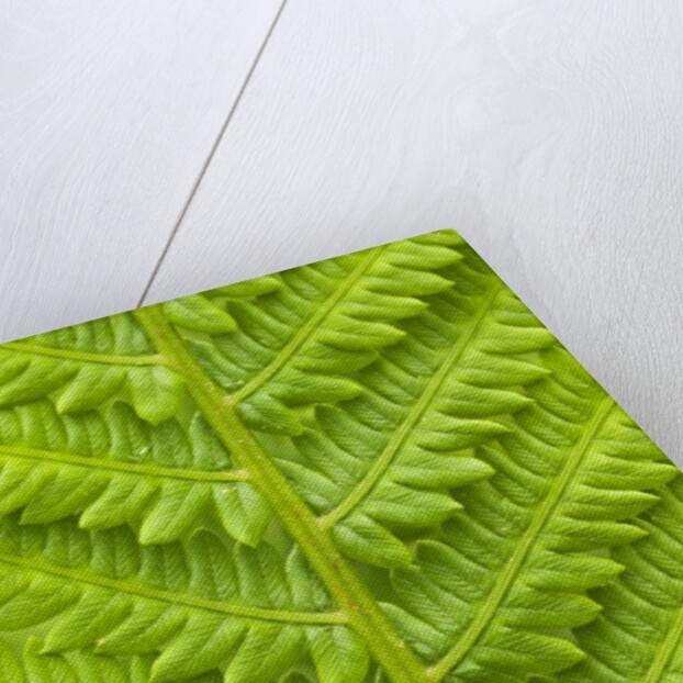 Cinnamon Fern (Osmunda Cinnamomea) Detail of Emerging Fronds, Lively, Ontario, Canada. by Anonymous