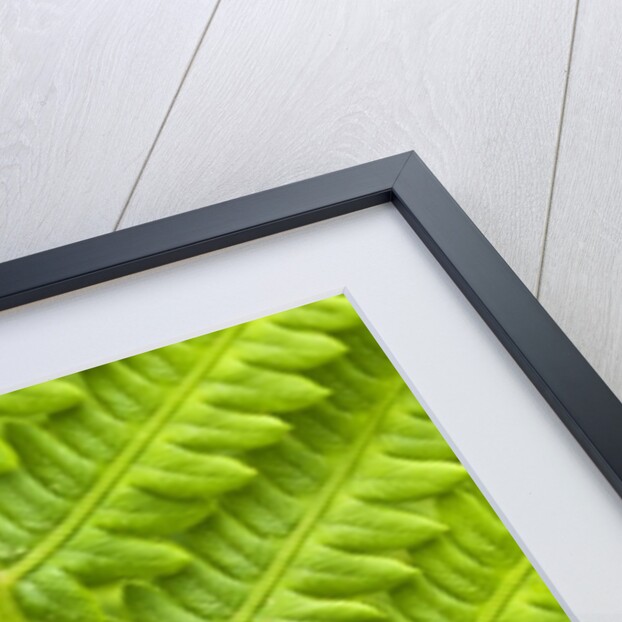 Cinnamon Fern (Osmunda Cinnamomea) Detail of Emerging Fronds, Lively, Ontario, Canada. by Anonymous