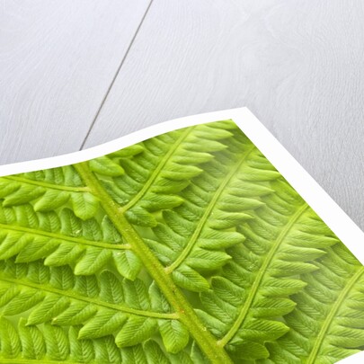 Cinnamon Fern (Osmunda Cinnamomea) Detail of Emerging Fronds, Lively, Ontario, Canada. by Anonymous