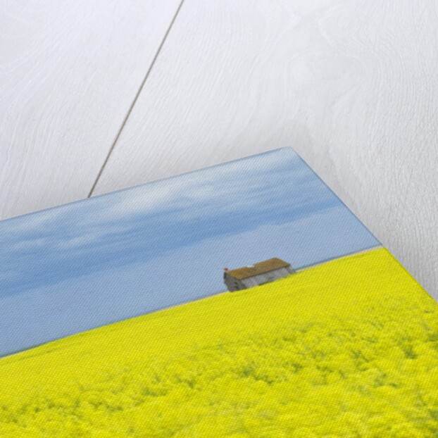 Barn and Canola Field, Southern Saskatchewan, Canada by Anonymous