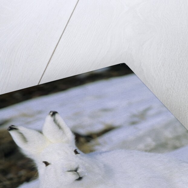 Adult Arctic Hare (Lepus Arcticus), Banks Island, Northwest Territories, Arctic Canada by Anonymous