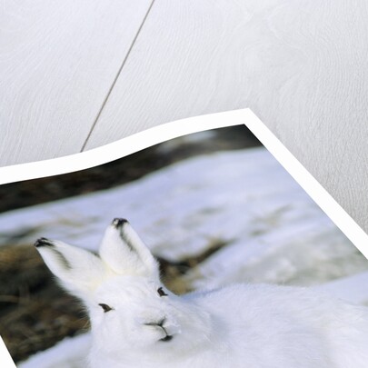 Adult Arctic Hare (Lepus Arcticus), Banks Island, Northwest Territories, Arctic Canada by Anonymous